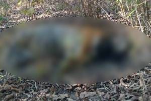 Tiger cub found dead in Shivni forest area of ​​Tadoba Andhari Tiger Reserve buffer zone