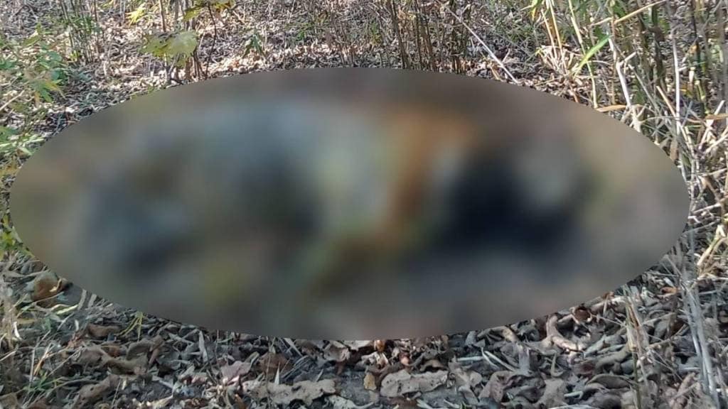 Tiger cub found dead in Shivni forest area of ​​Tadoba Andhari Tiger Reserve buffer zone