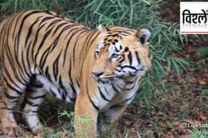 Who are the Bahelia hunters on the trail of tigers in Maharashtra Why are tigers in danger from them