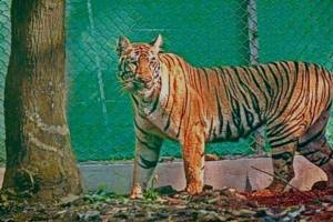 Tigress Zeenat Returns to Similipal Tiger Reserve in odisha