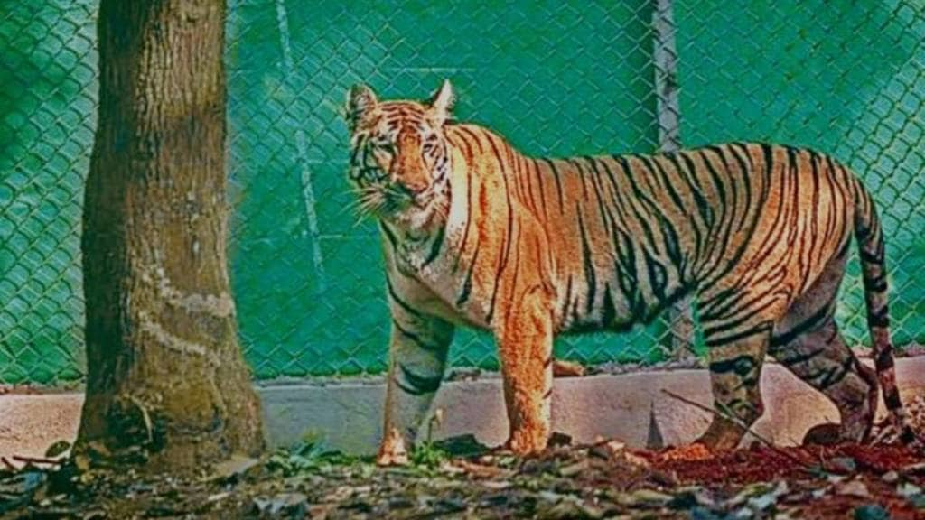 Tigress Zeenat Returns to Similipal Tiger Reserve in odisha