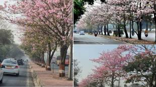 tabebuia rosea trees bloom along vikhroli highway