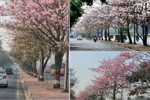 tabebuia rosea trees bloom along vikhroli highway