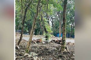 Replantation of 2097 trees for Thane Municipal Headquarters