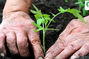 village that plants tree on named of girl