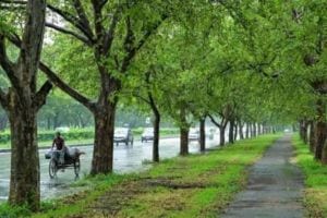 32 lakh trees in Pimpri-Chinchwad Municipal Corporation claims