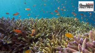 underwater forest as vast as the Amazon What is there in this marine forest that connects six countries