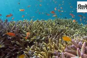 underwater forest as vast as the Amazon What is there in this marine forest that connects six countries