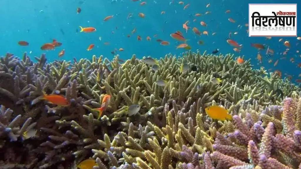 underwater forest as vast as the Amazon What is there in this marine forest that connects six countries