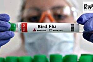 avian flu transmission to humans