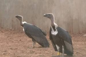 vulture released from tadoba andhari tiger reserve traveled 4000 kilometers reached tamil nadu