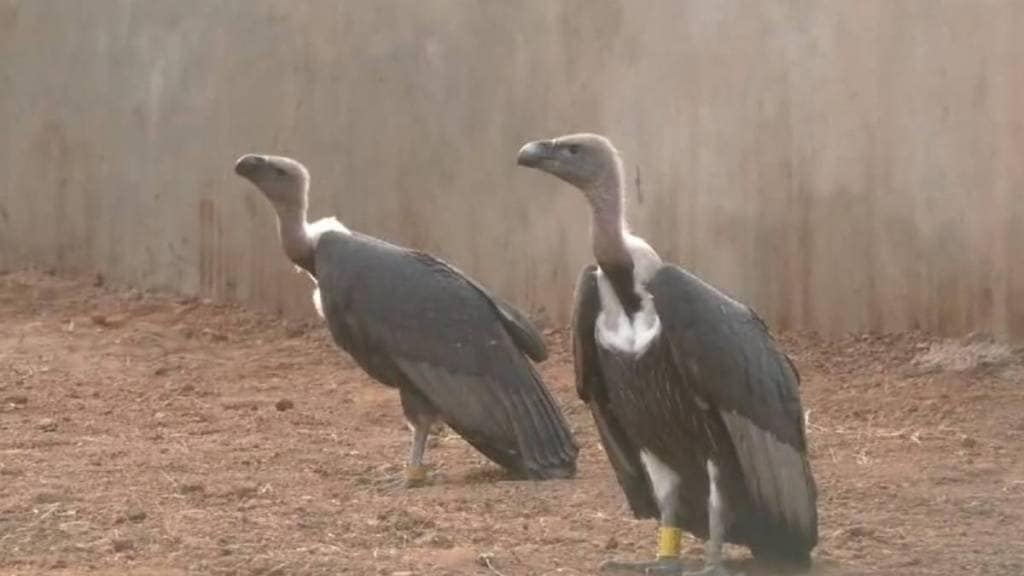 vulture released from tadoba andhari tiger reserve traveled 4000 kilometers reached tamil nadu