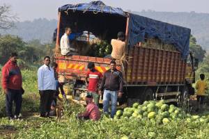 watermelon Raigad demand Dubai business export