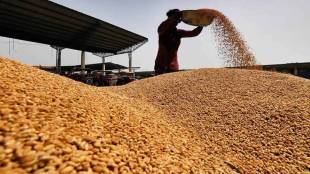 india recorded highest cultivation of wheat rabi crop sowing exceeds 632 lakh hectares