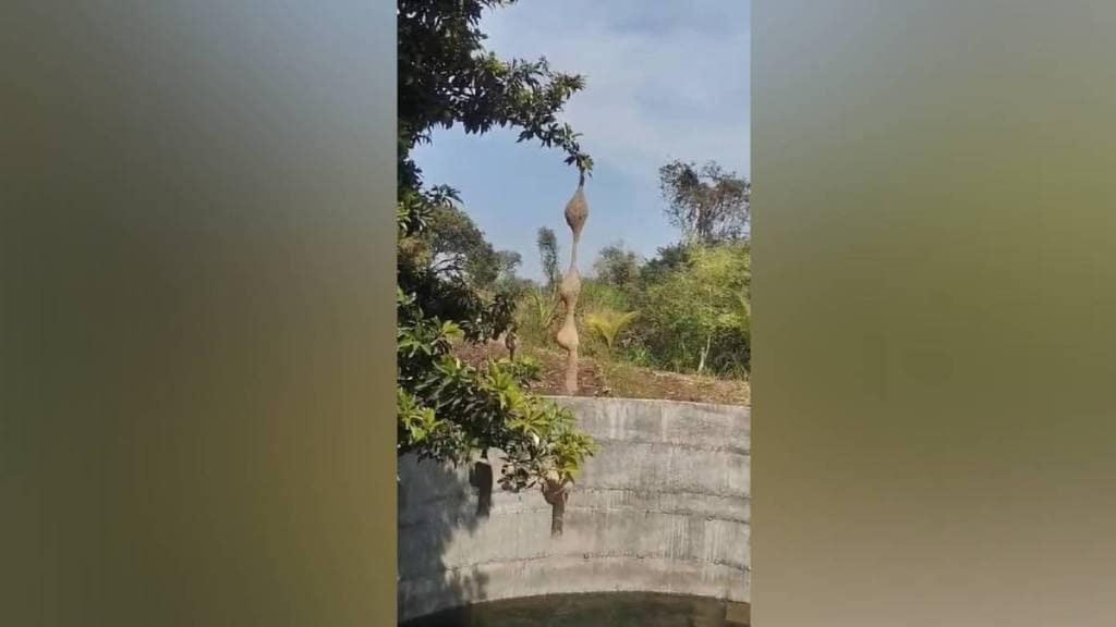 a multi storey nests of Baya Weaver Birds have