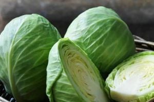 Cabbage is priced at Rs 6 to 8 per kg in the wholesale market