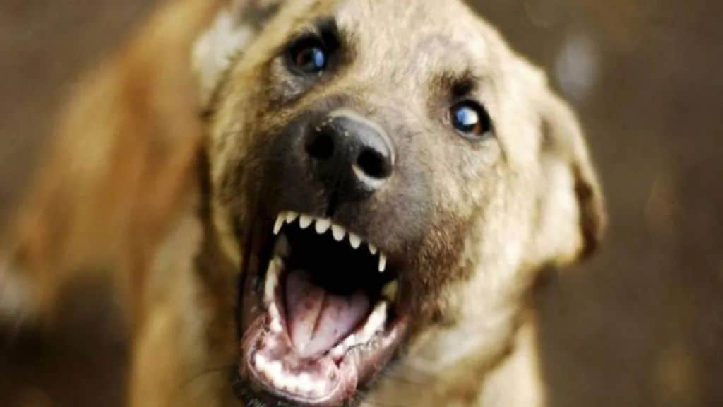 dog attacked on little girl in dhasai village of Murbad