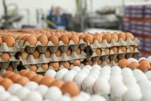 Egg Theft In America