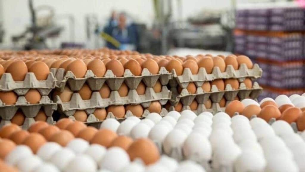 Egg Theft In America