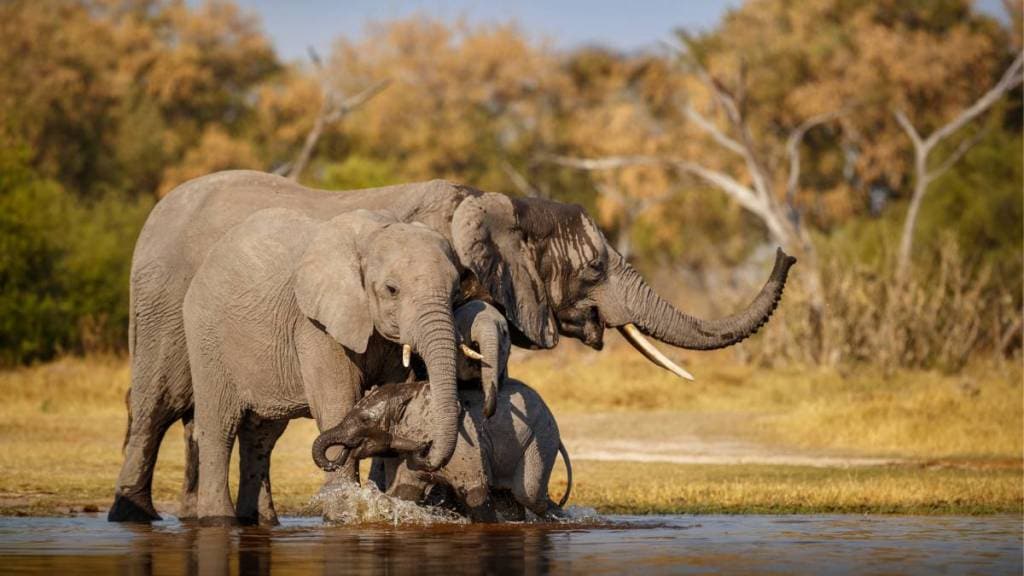 Elephant in Thailands