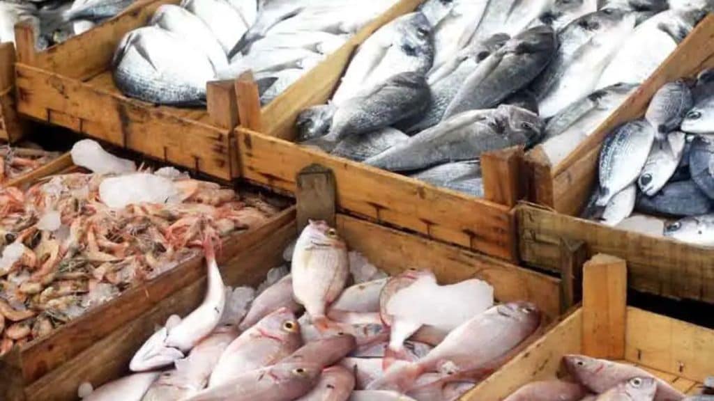 Fishermen struggle with fish drought due to constantly changing weather