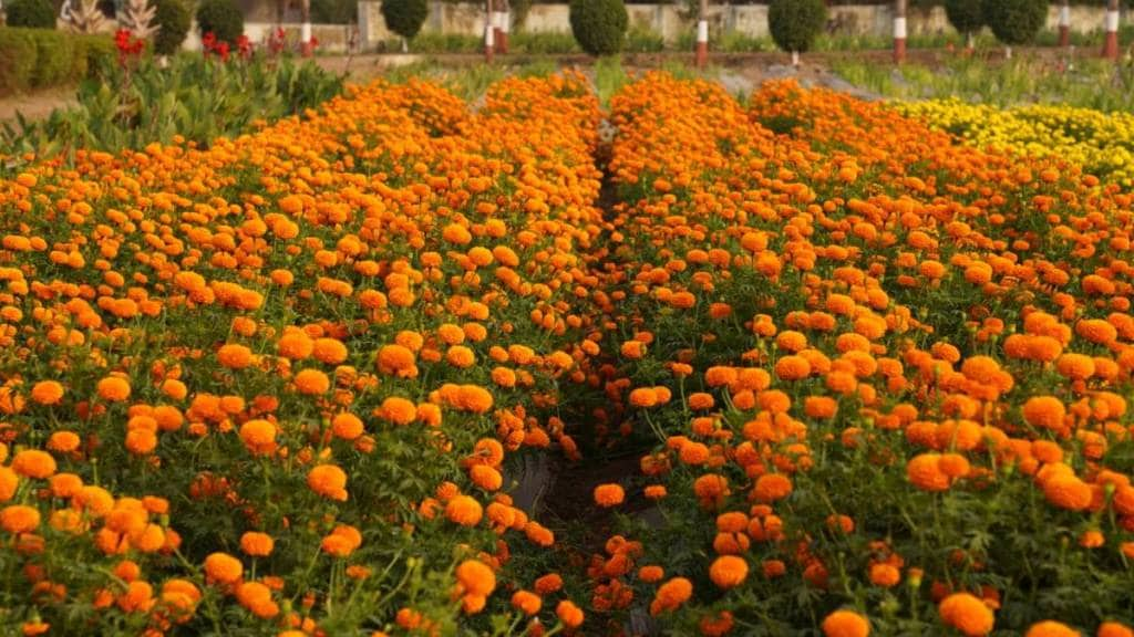 Floriculture of the Department of Floriculture Dr Punjabrao Deshmukh Agricultural University