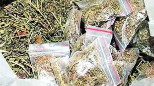 Marijuana worth six lakh rupees seized in Parbhani