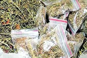 Marijuana worth six lakh rupees seized in Parbhani