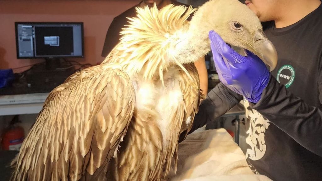 Himalayan vulture released back into natural habitat after medical treatment