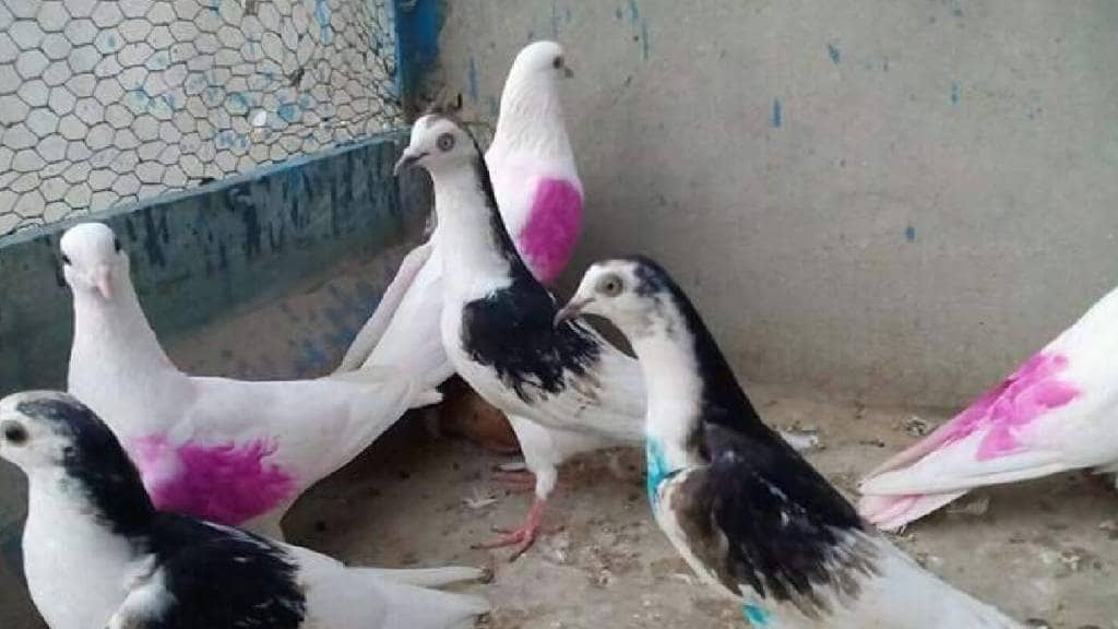 pigeon theft in meerut uttar pradesht