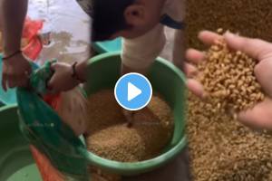 Man Uses Washing Machine For Drying Wheat Desi Jugaad funny Video Goes Viral on social media