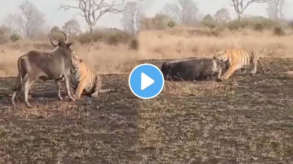 Tiger Attack And Killed Bull