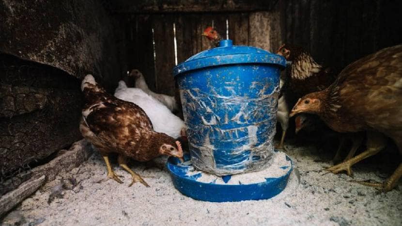 Are eggs safe to eat as bird flu spreads?