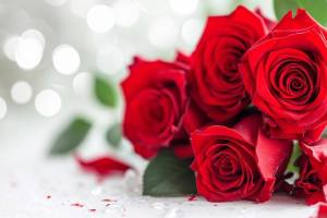 Rose Day 2025: Date, history, significance of this special day ahead of Valentine's Day and meanings of rose colours google trends