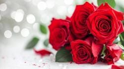 Rose Day 2025: ‘रोज डे’ का साजरा केला जातो; या दिवशी तुम्ही कोणत्या रंगाचे गुलाब कुणाला देऊ शकता? जाणून घ्या