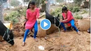 viral video young girl dancing front of buffalo-or cow and see what happens next funny video goes viral