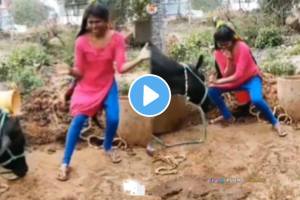 viral video young girl dancing front of buffalo-or cow and see what happens next funny video goes viral