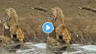 Crocodile Killed A Cheetah While It Was Drinking Water At The Lake shocking video Viral on social media