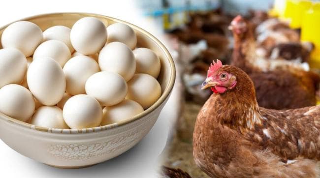 Are eggs safe to eat as bird flu spreads? know more