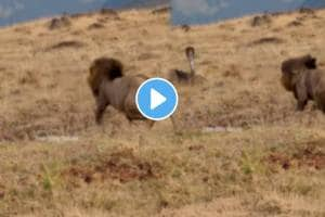 Shocking video Cobra suddenly came in the way of lion watch what happen next