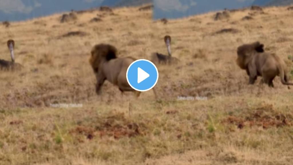 Shocking video Cobra suddenly came in the way of lion watch what happen next