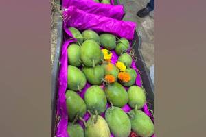 175 boxes of Konkan Hapus mangoes entered Vashi apmc market for sale on Saturday