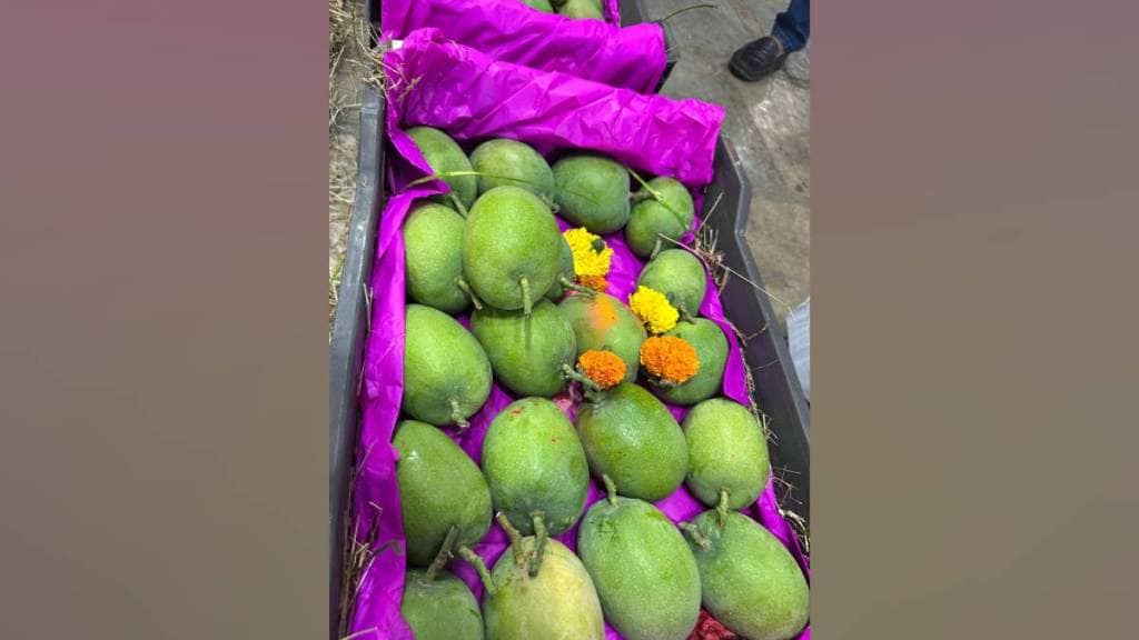 175 boxes of Konkan Hapus mangoes entered Vashi apmc market for sale on Saturday