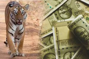 tiger poaching nagpur news in marathi