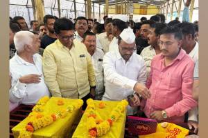 In Sangli market green currant sold for 225 kg and yellow for 191 kg this season