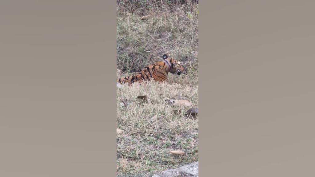 Tipeshwar sanctuary hunters noose stuck around neck of tigress named PC