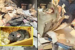 mhada documents eaten by rats loksatta