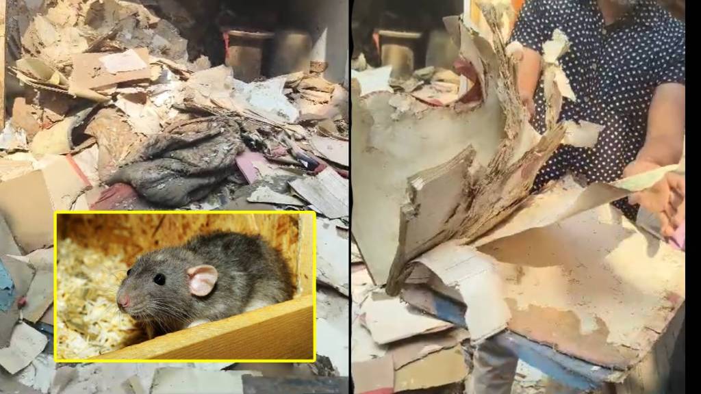 mhada documents eaten by rats loksatta