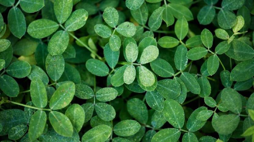 Fenugreek leavs cleaning tips 