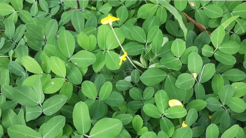 Fenugreek leavs cleaning tips 